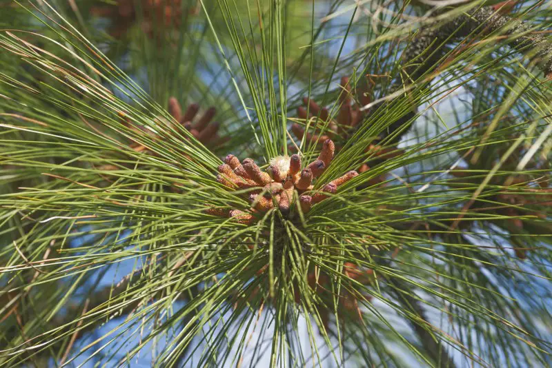 Yellow-Pine-(Pinus palustris)