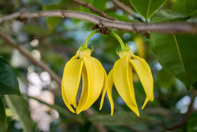 Ylang-Ylang