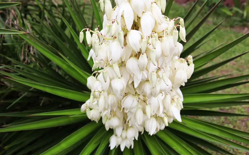 Yucca-Filamentosa-01