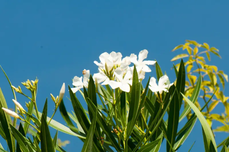 Yucca-elephantipes