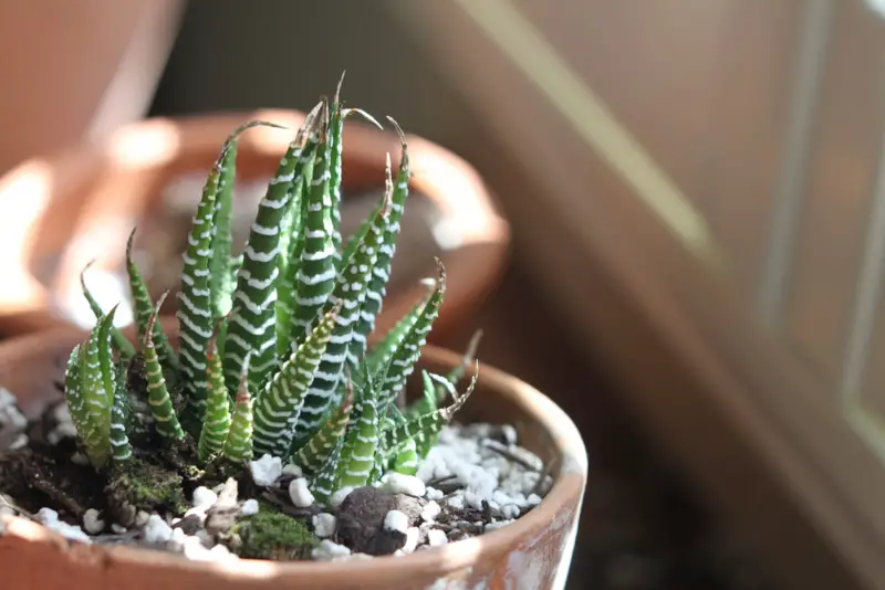 Zebra Plant (Haworthiopsis attenuata)