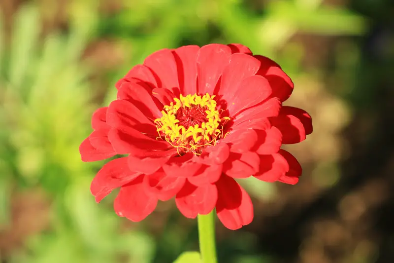 Zinnia-02