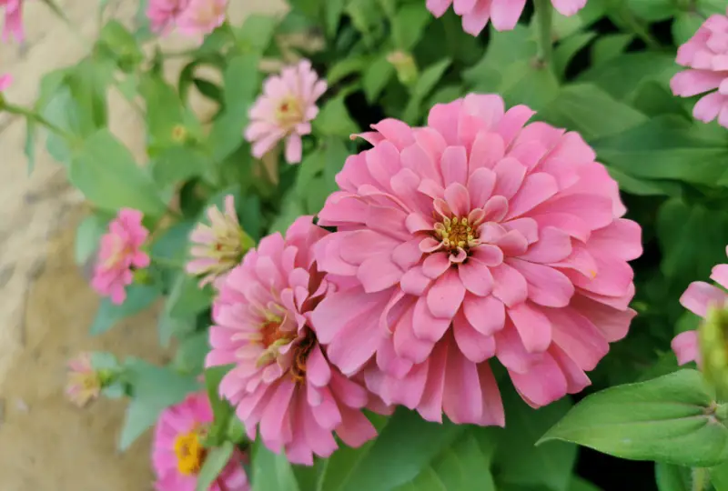 Zinnia