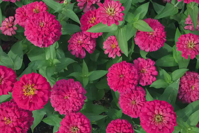 Zinnia