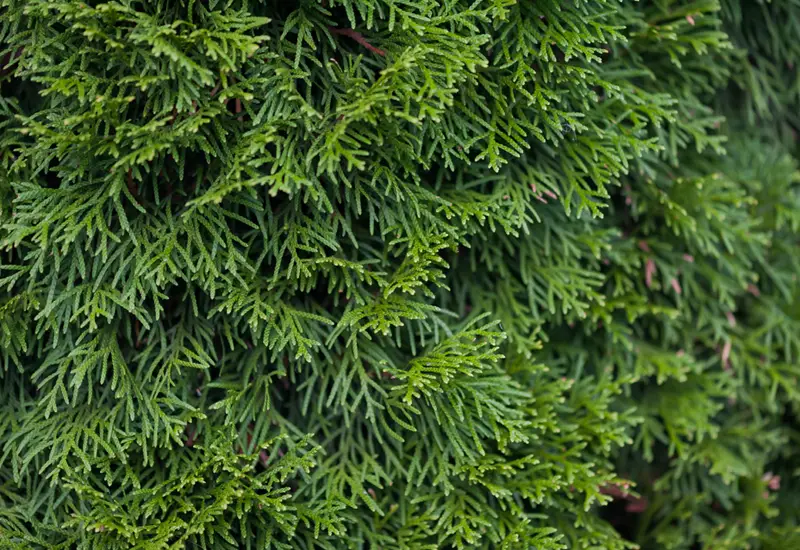 Arborvitae