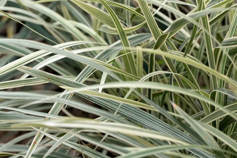 aztec grass