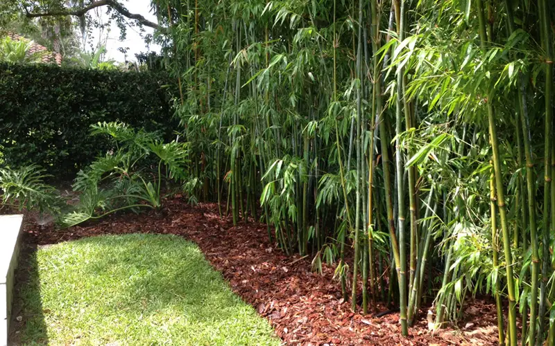 bamboo-landscape-01sm