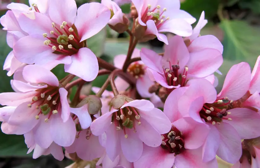 bergenia-plant-care