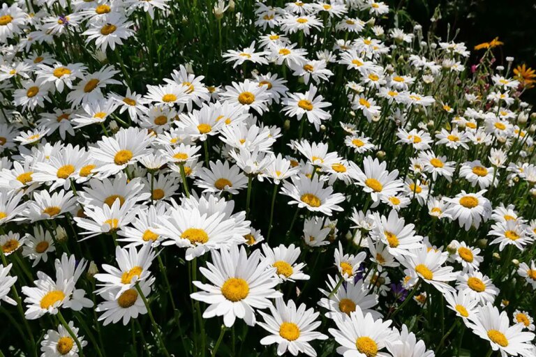 13 Fall-Blooming Flowers to Start in August - Garden Lovers Club