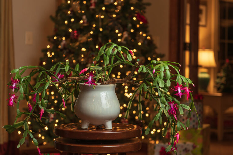 What are the Best Pots for Christmas Cactus? - Garden Lovers Club