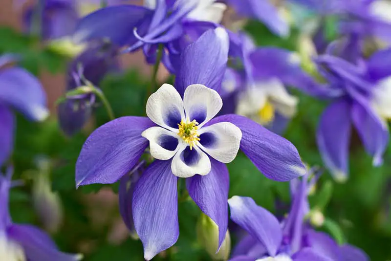 blue Columbine bloom