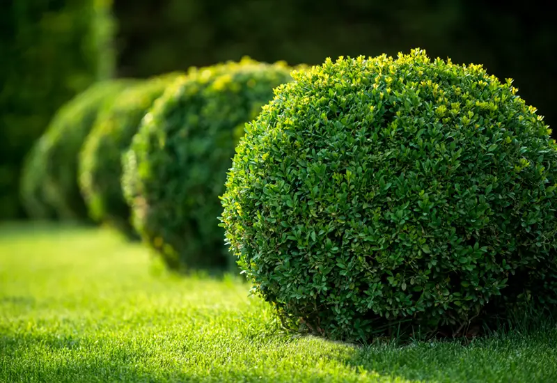 Boxwood