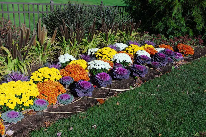 cabbage flower bed