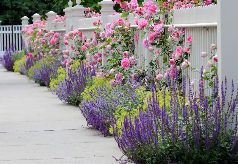 catmint