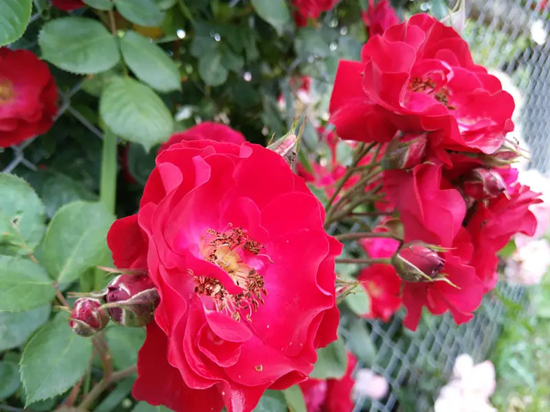 chainlink fence rose