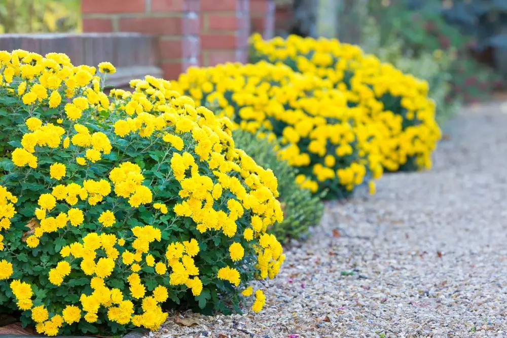 chrysanthemum