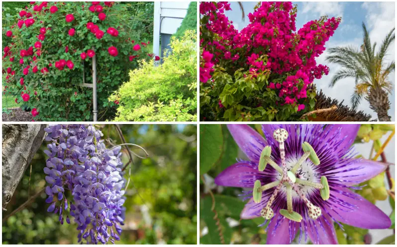 climbing-plants-collage