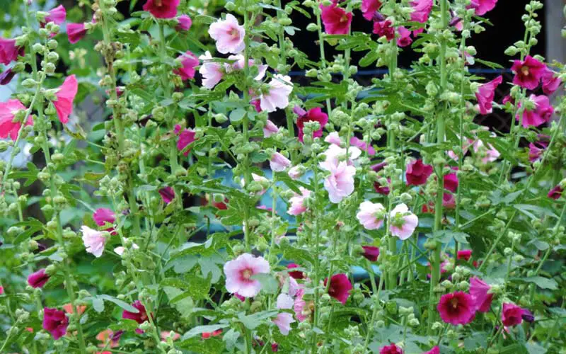 colorful hollyhocks