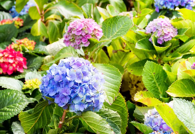 colorful-hydrangea