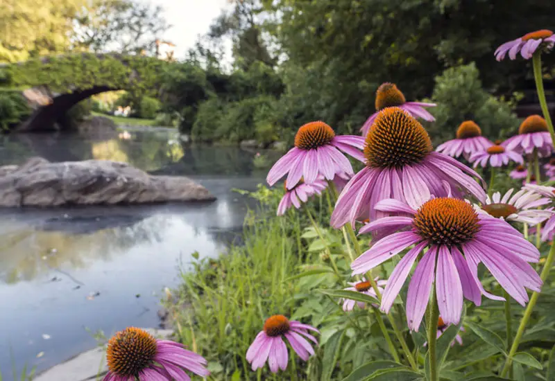 coneflower