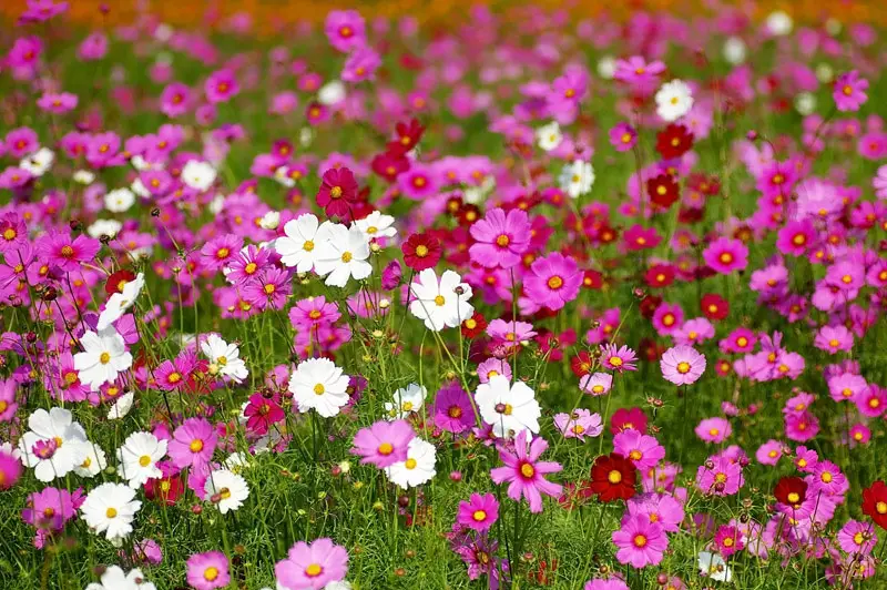 cosmos-flower-01