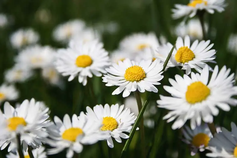 english daisy blooming