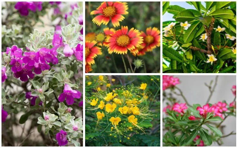 Florida Drought-Tolerant Plants