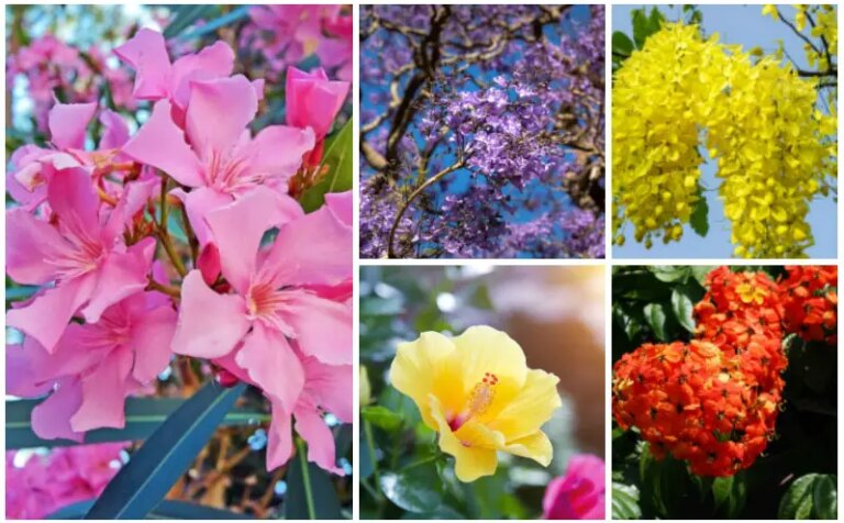 10 Best Trees to Grow in Texas - Garden Lovers Club