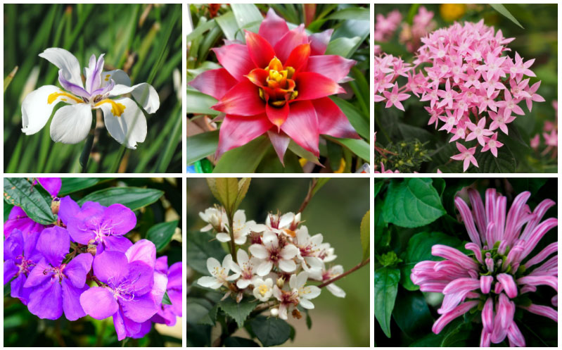 Florida shade plants