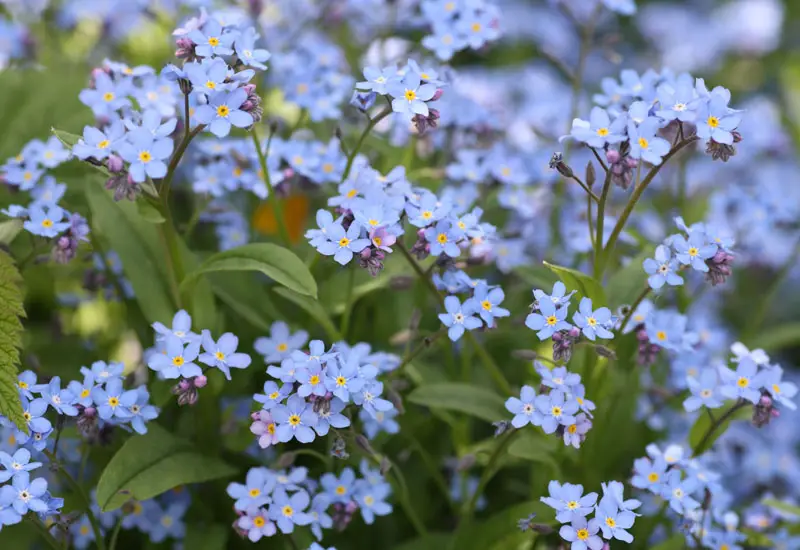 forget-me-not