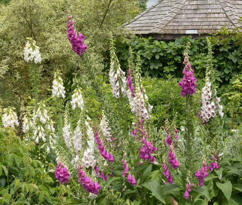 foxglove in a cottage garden