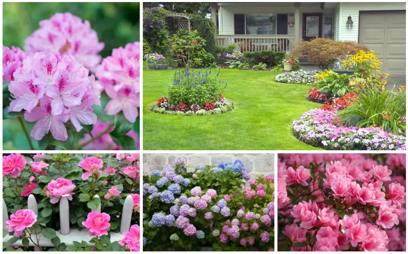 front-yard plants