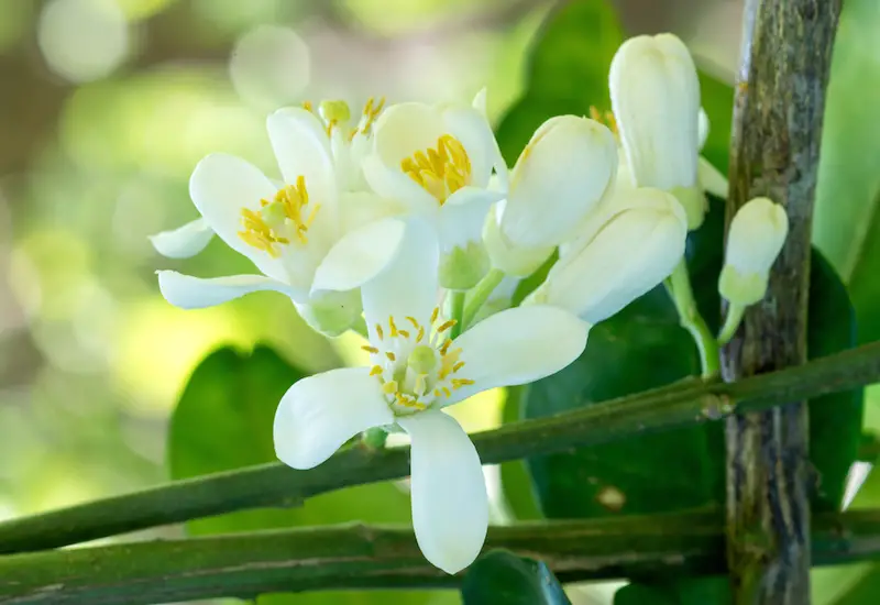 Gardenia