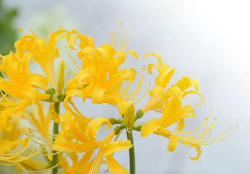 Golden Spider Lily