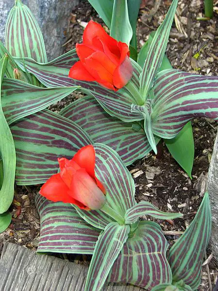 greigii tulips, wikimedia
