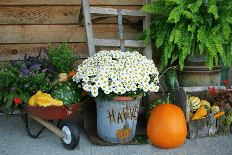 harvest container