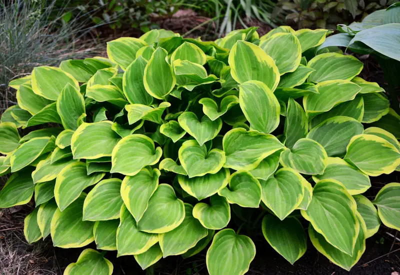 hostas2