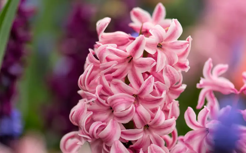 hyacinths-pink-800