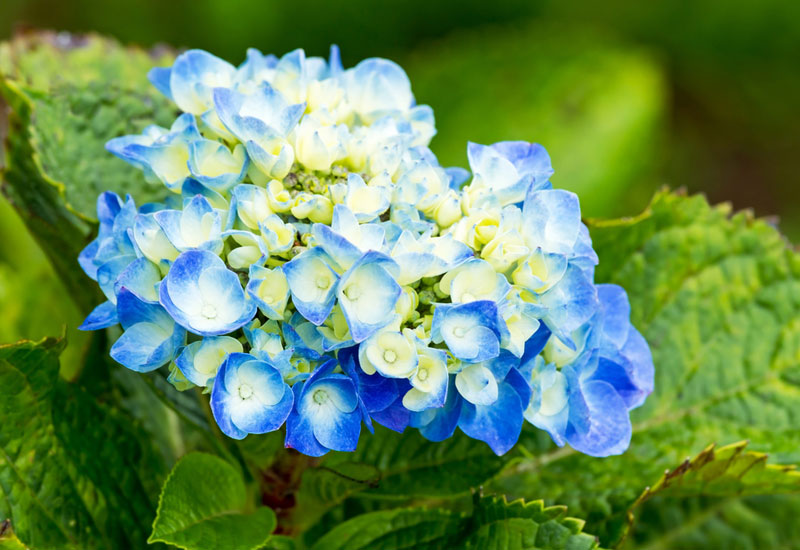 hydrangea-blueandyellow