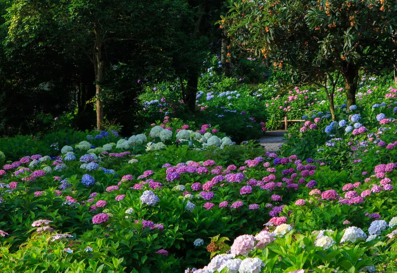 hydrangea-garden