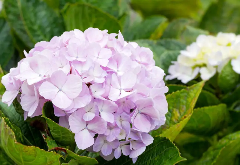 hydrangea-purple