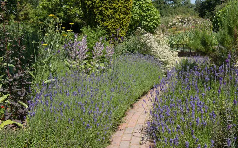 lavender in cottage walkway