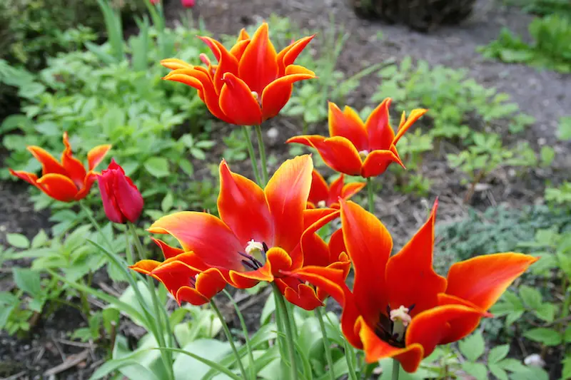 lily flowering tulip, aladdin