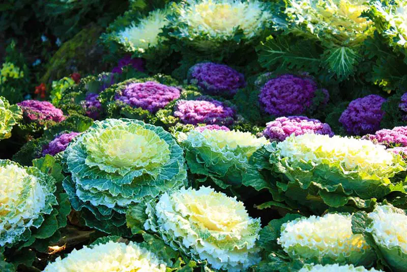 ornamental cabbage