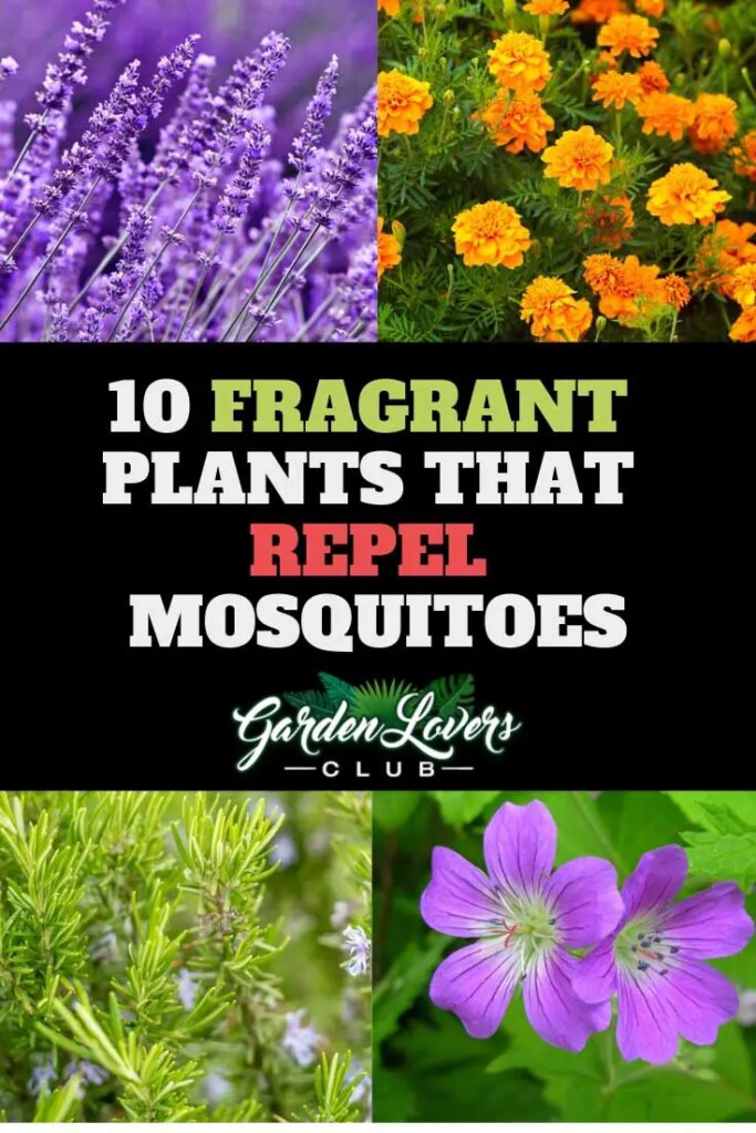 Plants that Repel Mosquitoes Pinterest