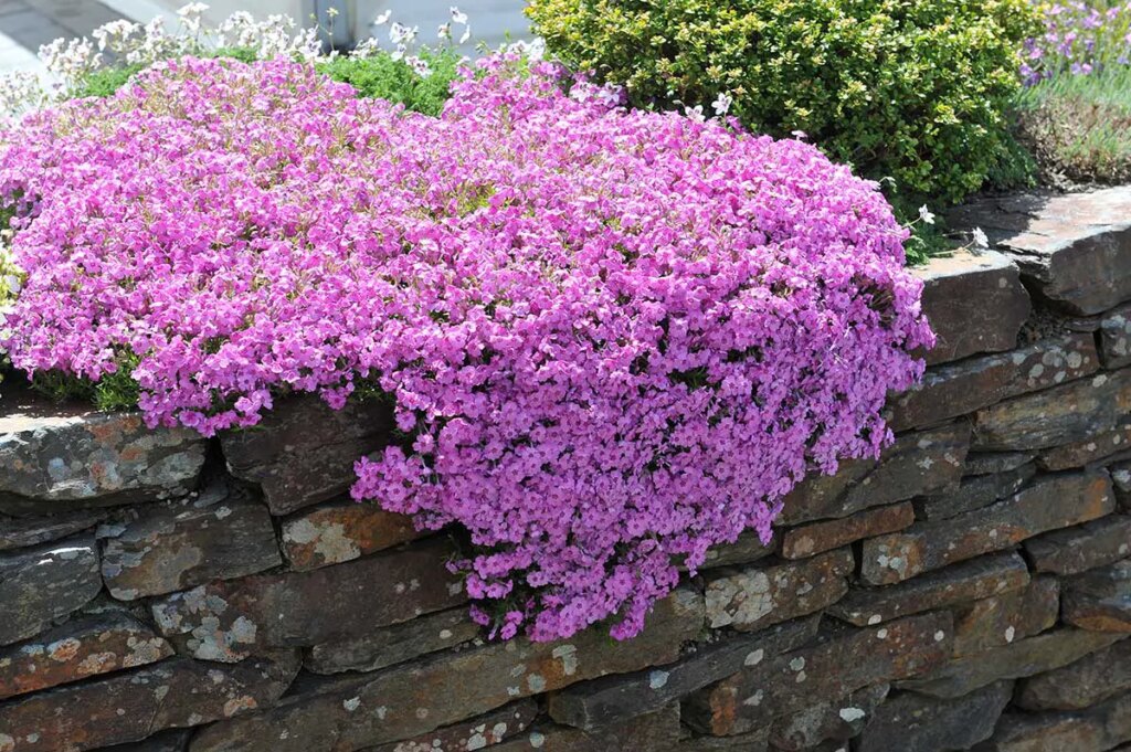 retaining wall phlox