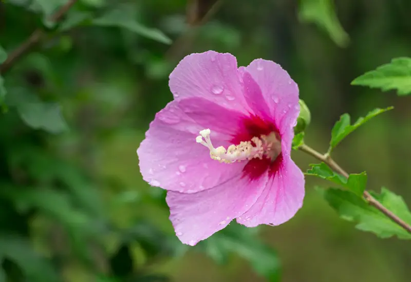 Rose of Sharon