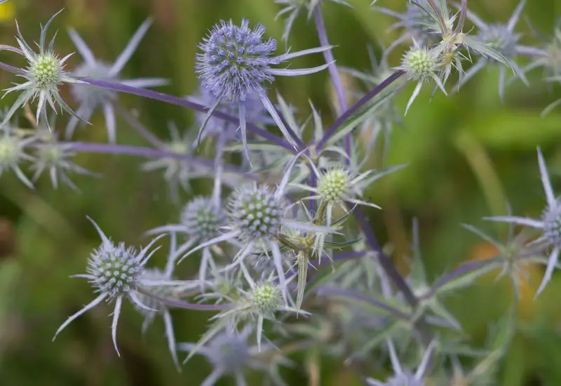 sea-holly