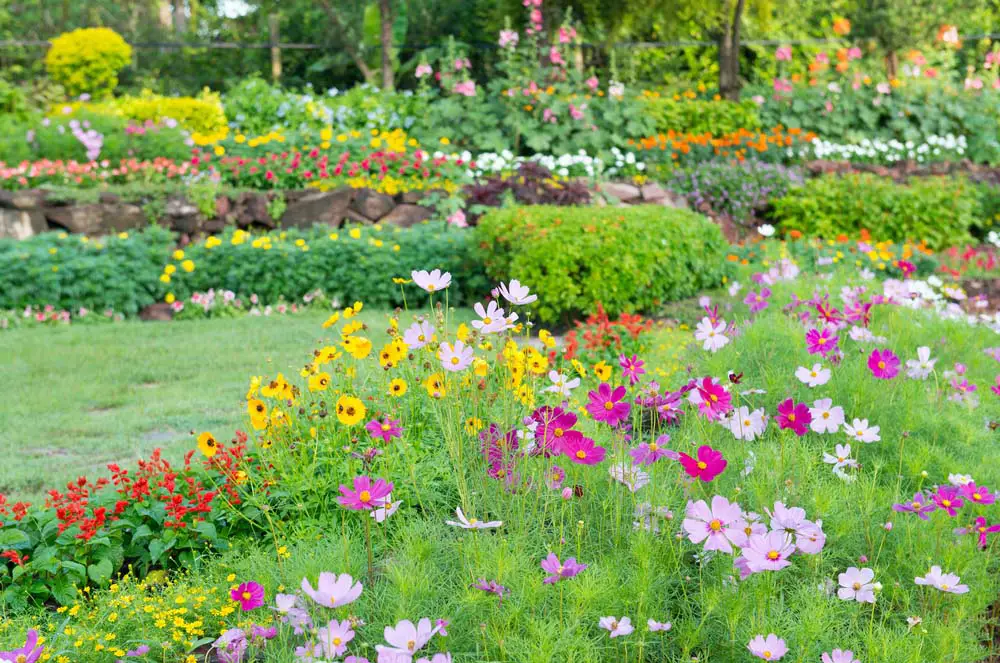 Wildflower Garden