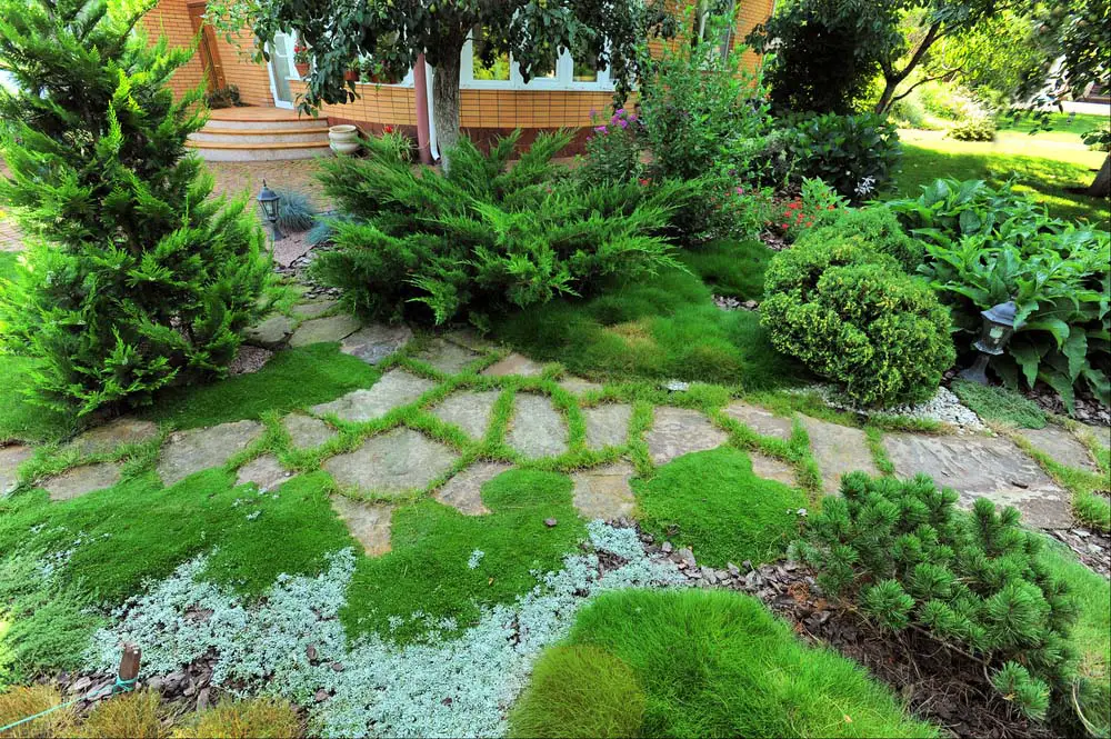 Evergreen and Ground Cover Garden